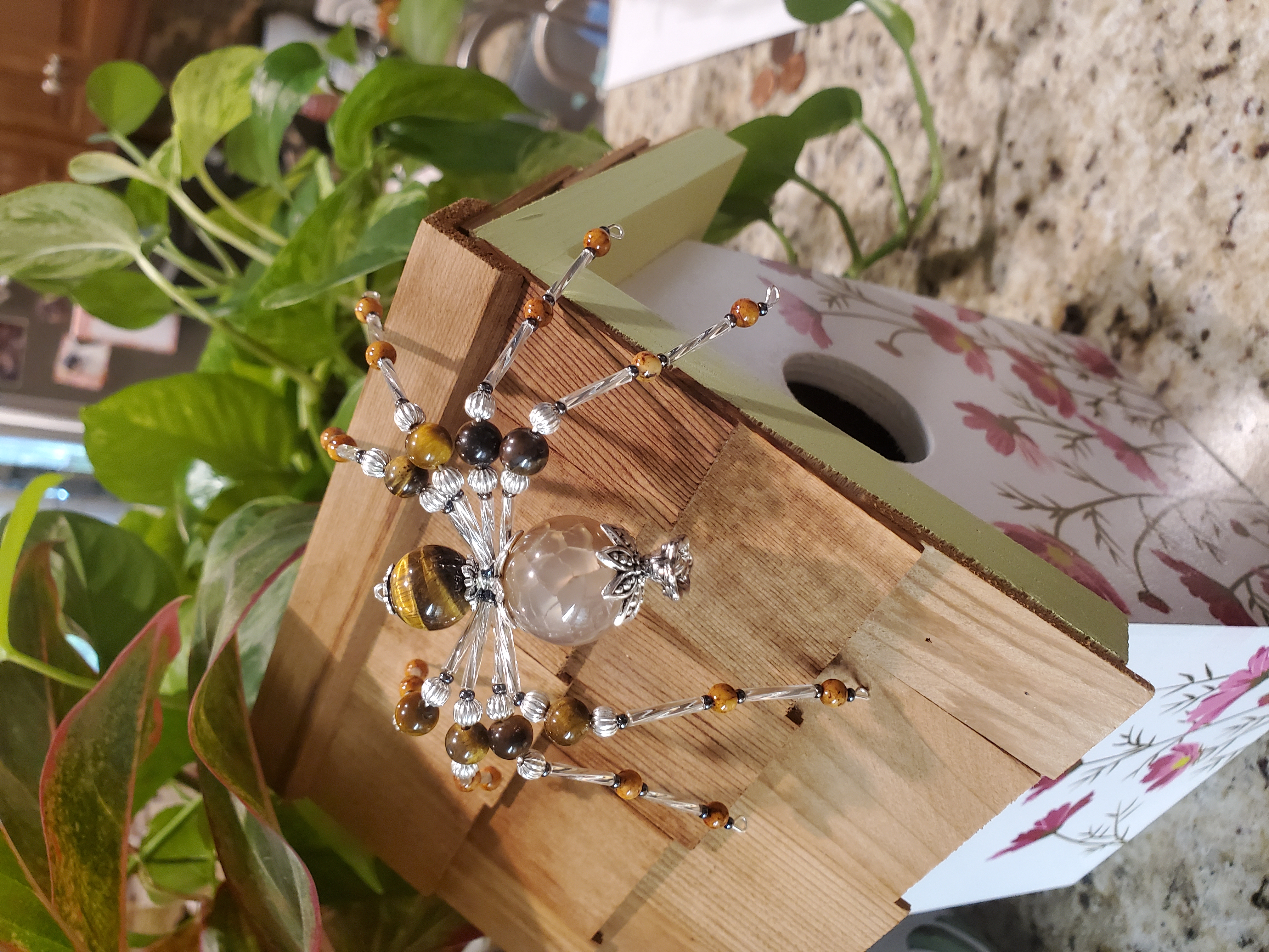Amber Sunbeam Spider on wooden display stand showing warm tones